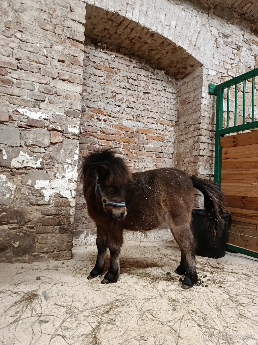 Poník mini - 4