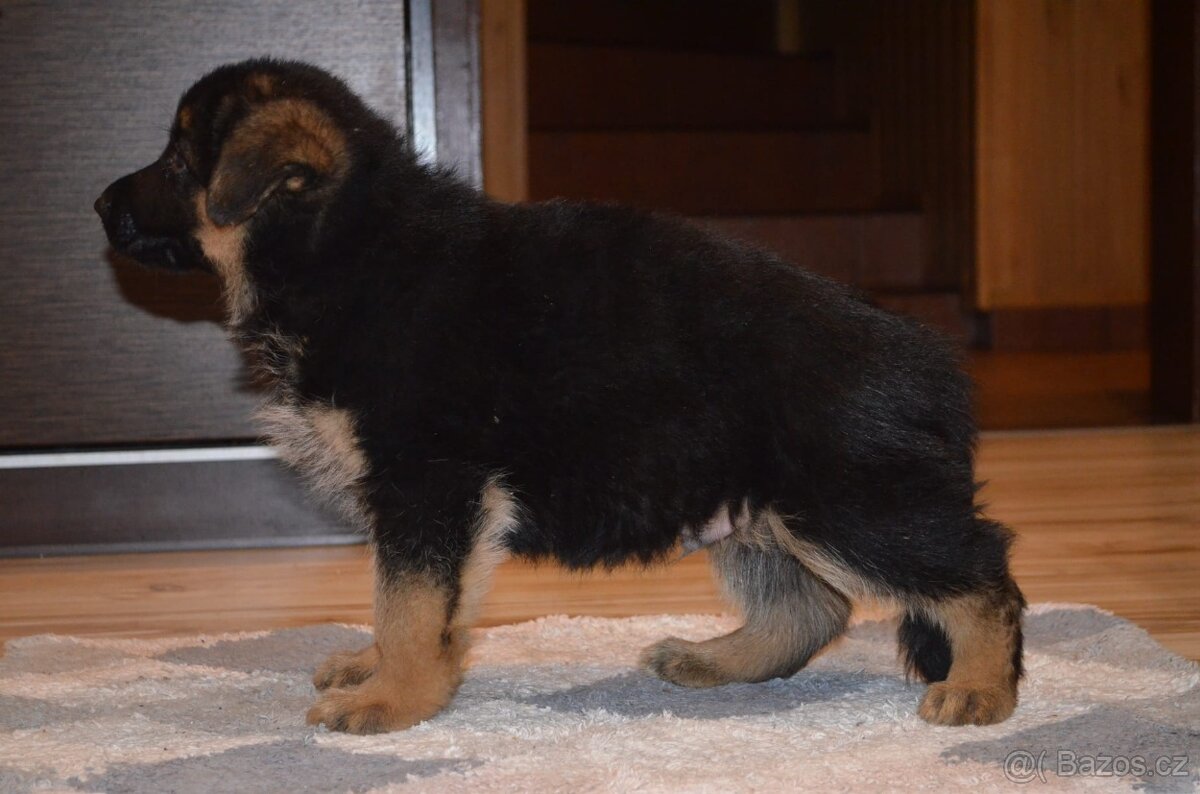 Nemecky ovcak kratkosrsty - 4