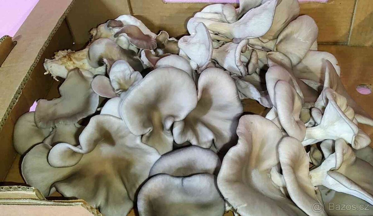 Sadba - Hlíva ústřičná, plicní, modrá, růžová, královská - 4