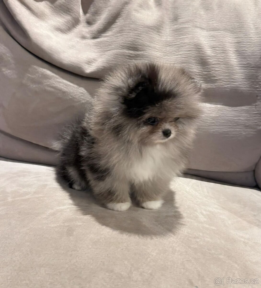 Pomeranian na prodej - 4