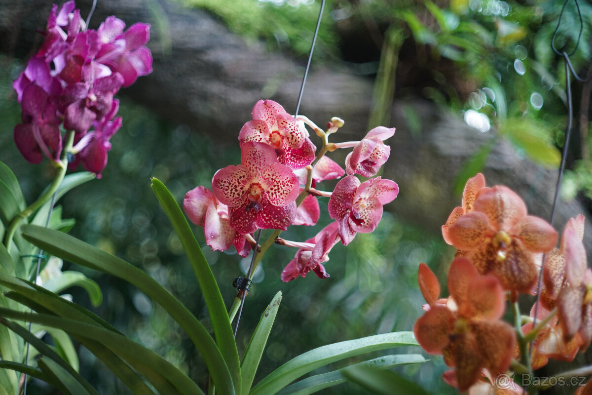 Objektiv Konica Hexanon AR 52mm f/1.8 - 4