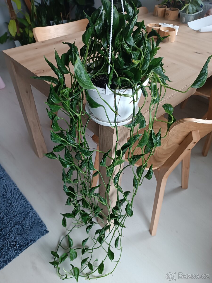 Epipremnun Godzilla - 4