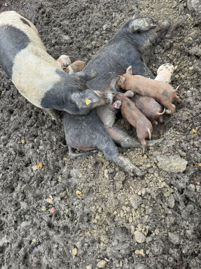 slovenské pastevné prasa - predám prasnice, prasnici - 4