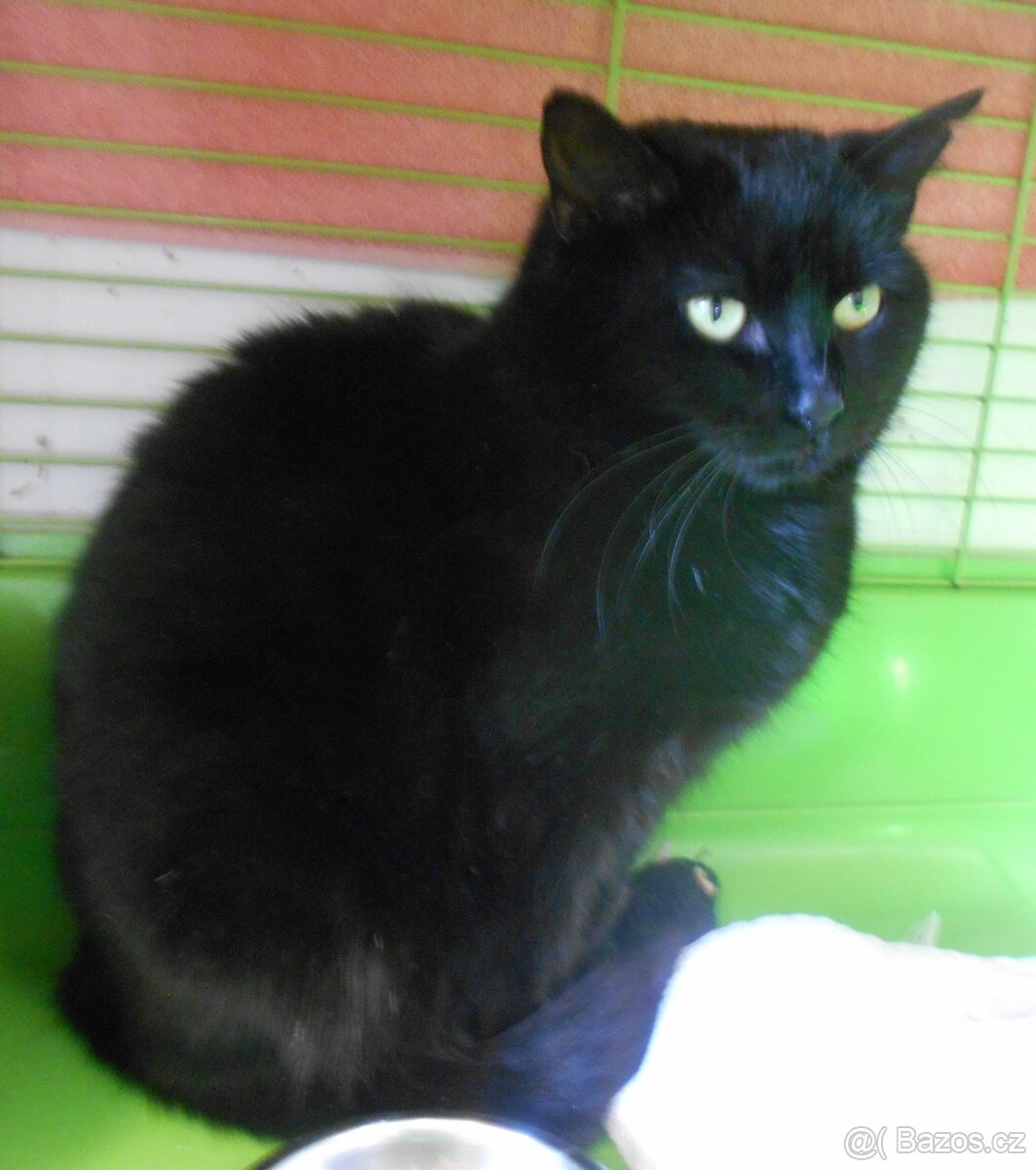 Černá, hodná, klidnější 2,5letá kočička Šmudlinka Micinka - 4