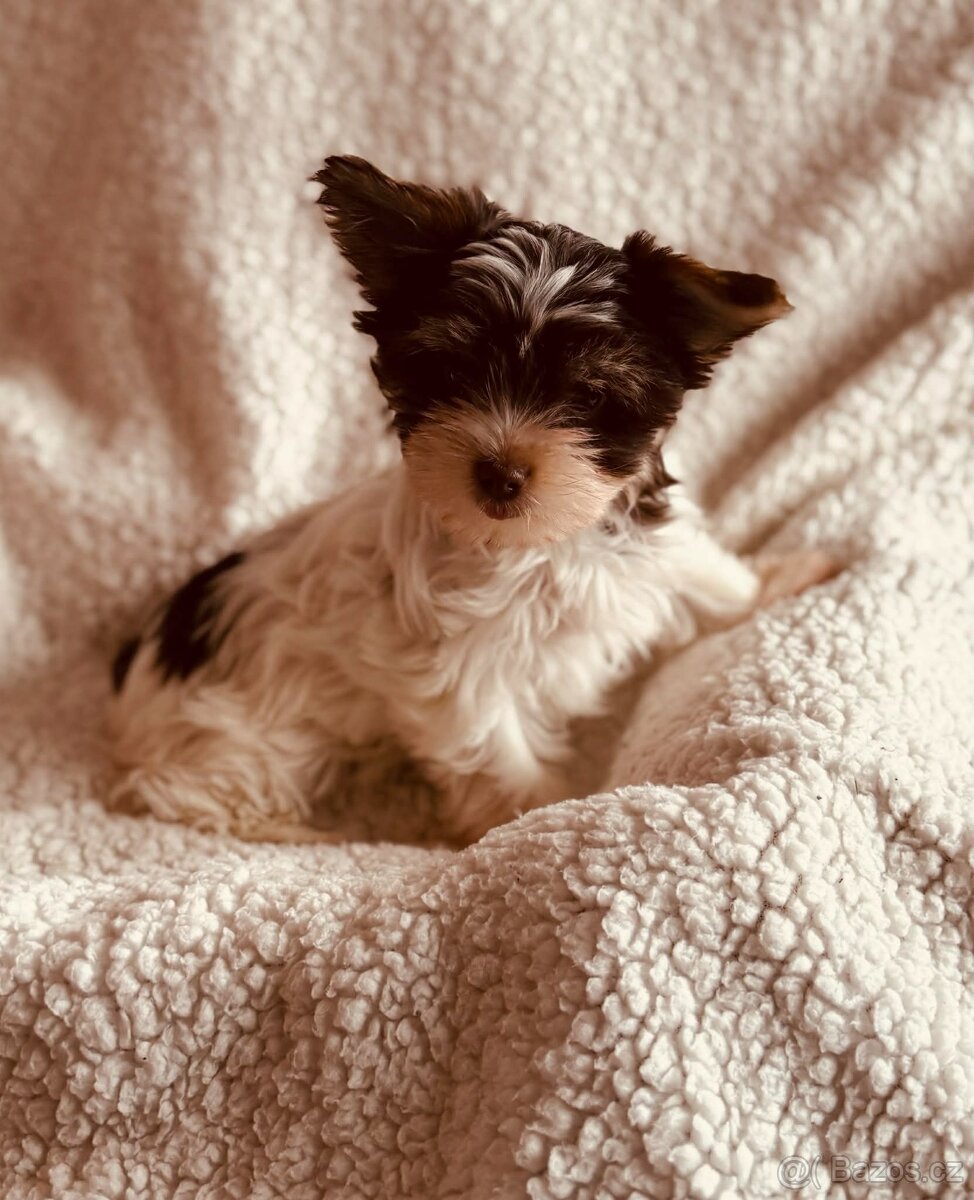 Yorkširsky terrier Biro - 4