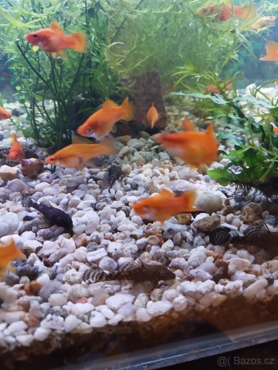 Akvarijní rybičky - 4