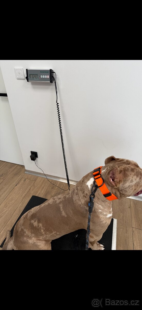 American bully XL - krytí - 4