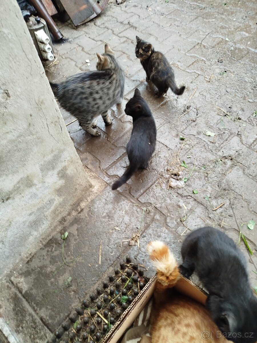 Daruji koťátka - 4