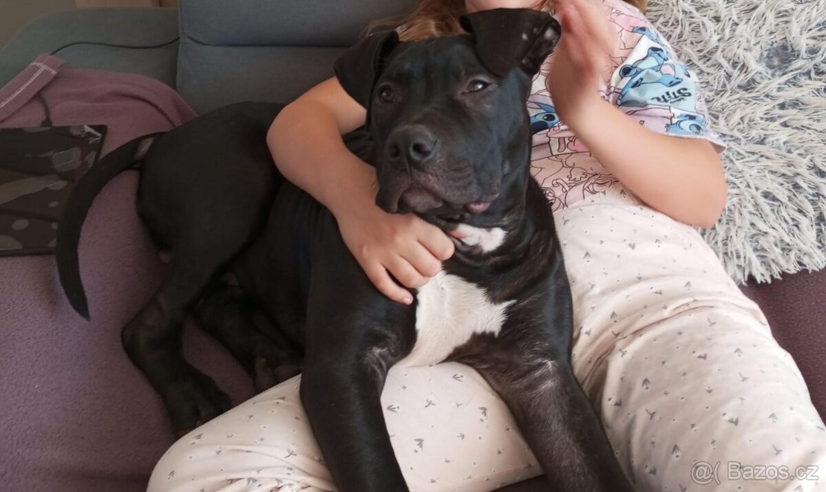 Štěně - 4