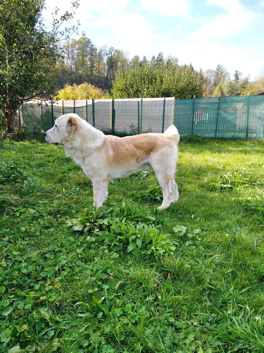 Středoasijský pastevecký pes s PP - 4