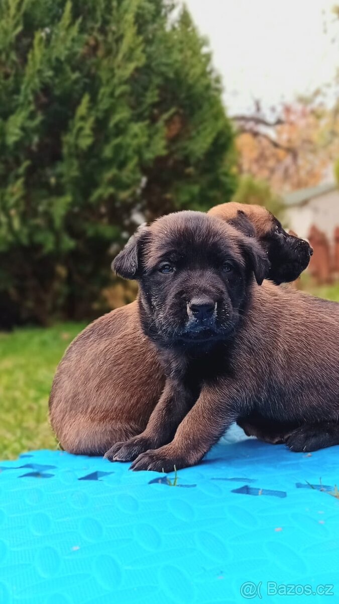 Belgický ovčák malinois štěňata - 4
