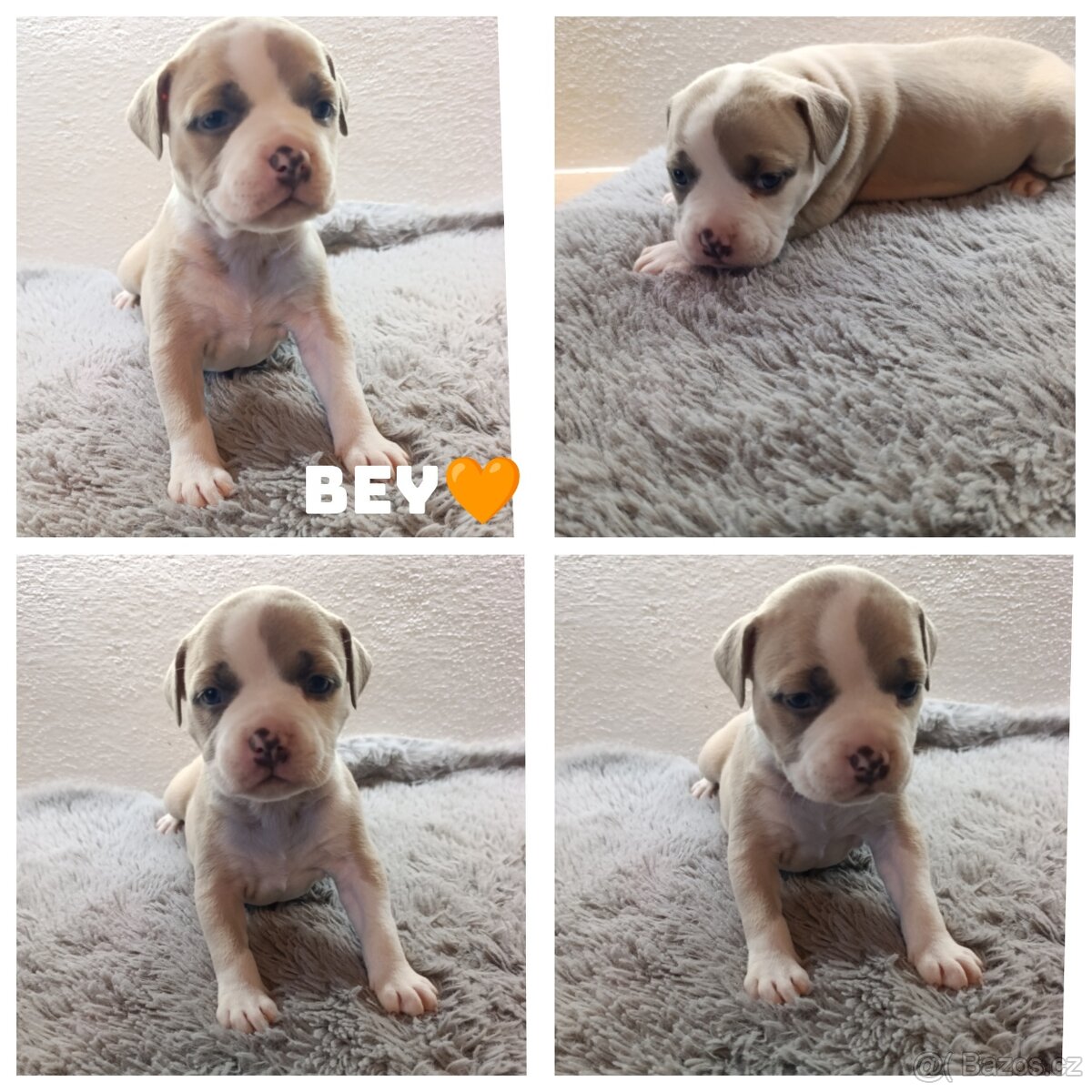 American Bully Standard - 4