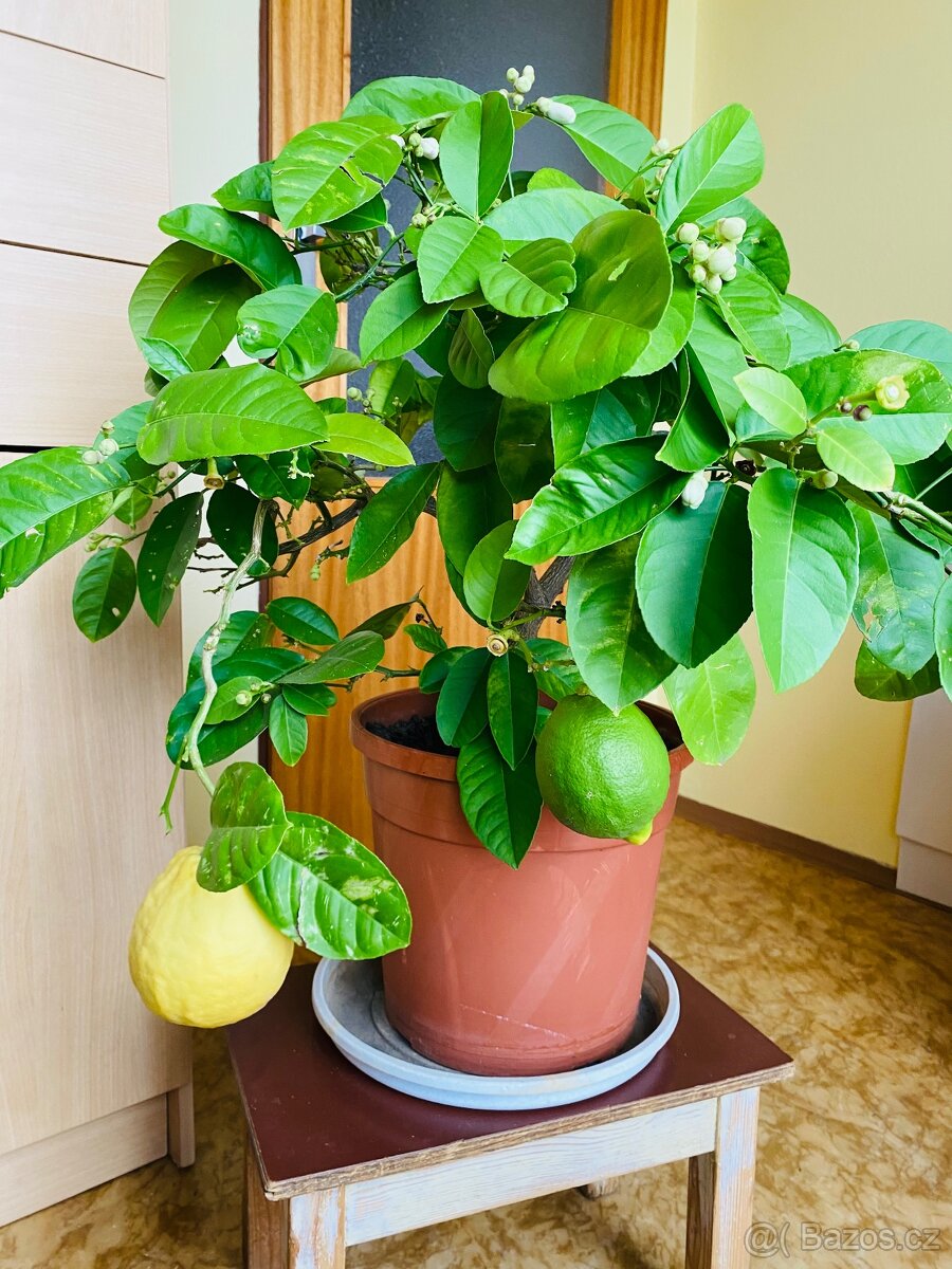 Citrus citroník plodící - 4