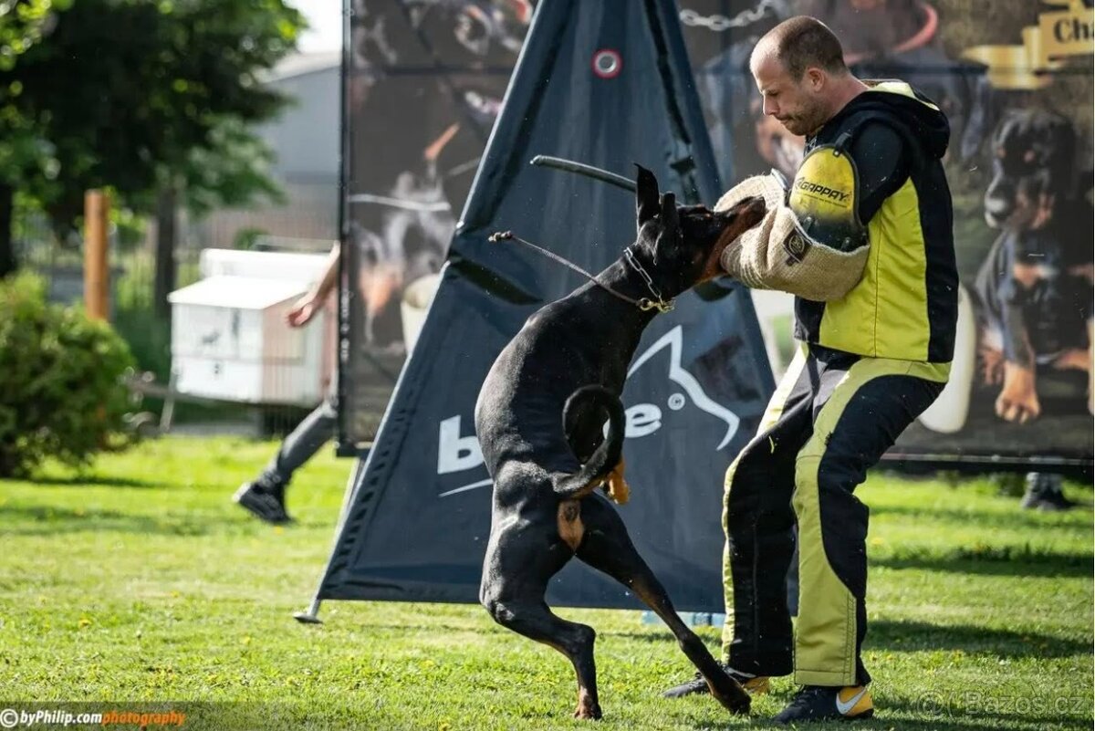 Dobrman - štěňata s PP - 4