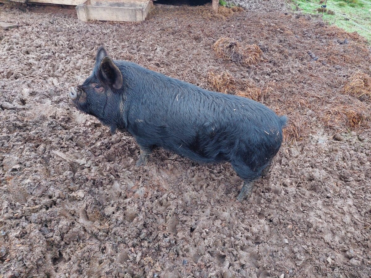 Letošní selata kune kune - 4