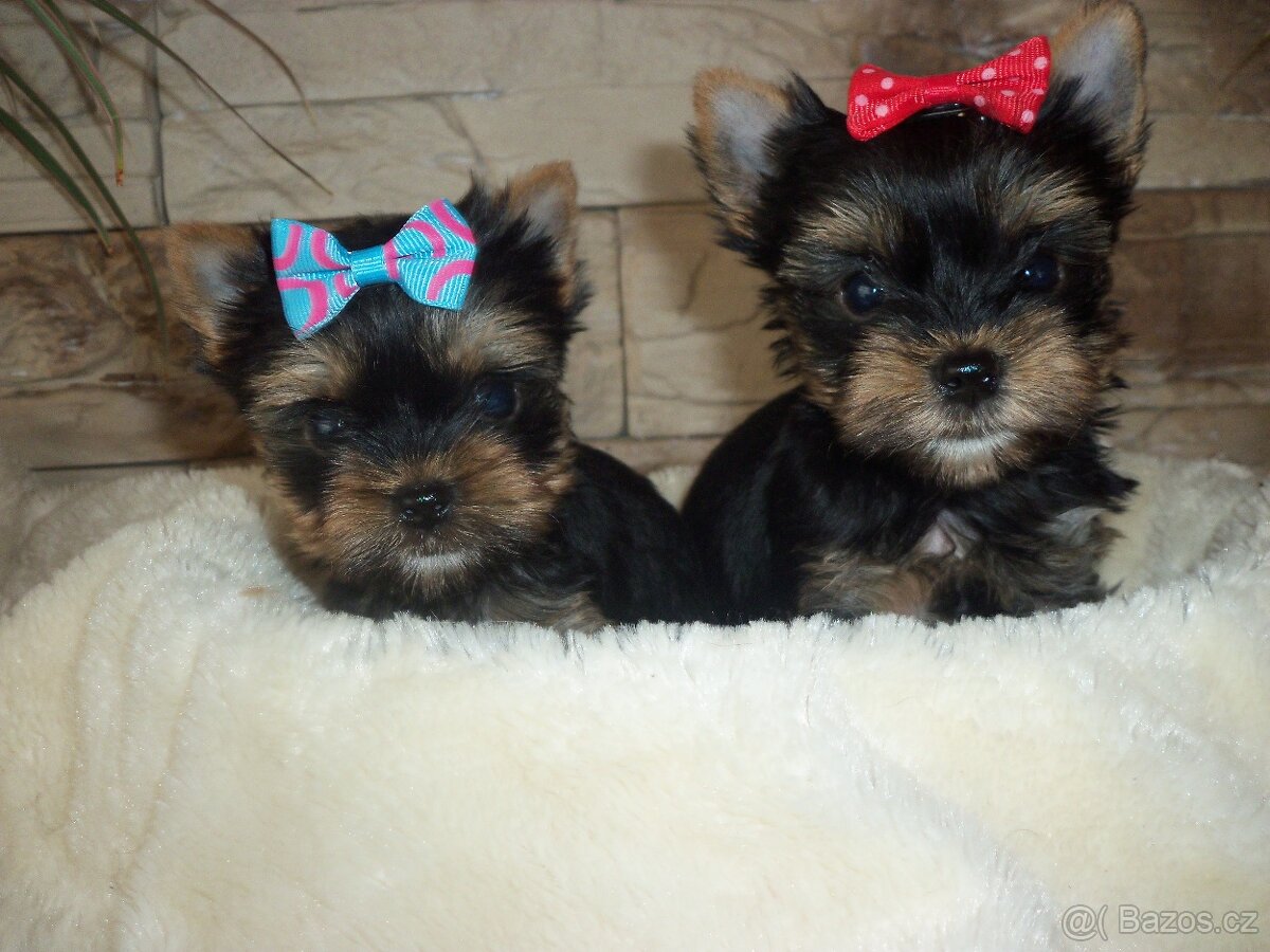 Jorkšírský teriér -mini - 4