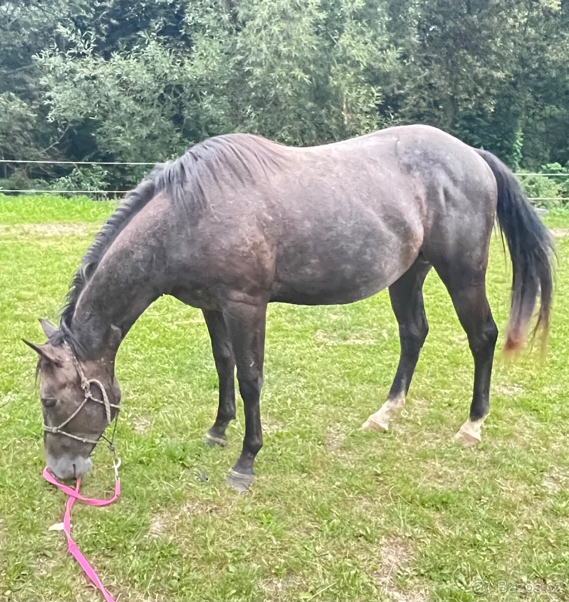 Quarter horse 2,5 roku . - 4