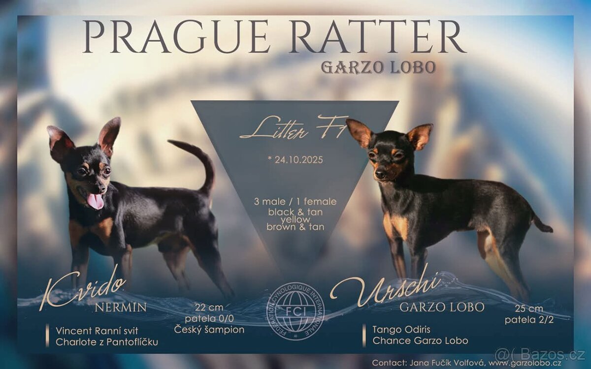 Pražský krysařík s PP FCI - 4