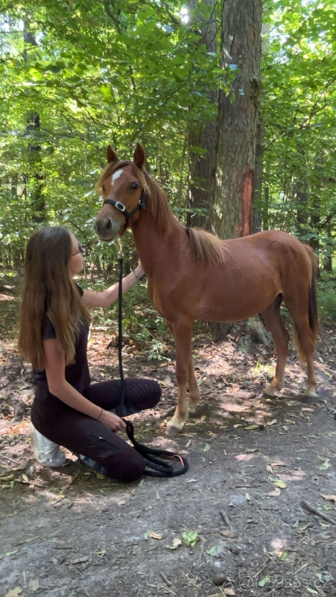 2leta klisna Welsh part bred - 4