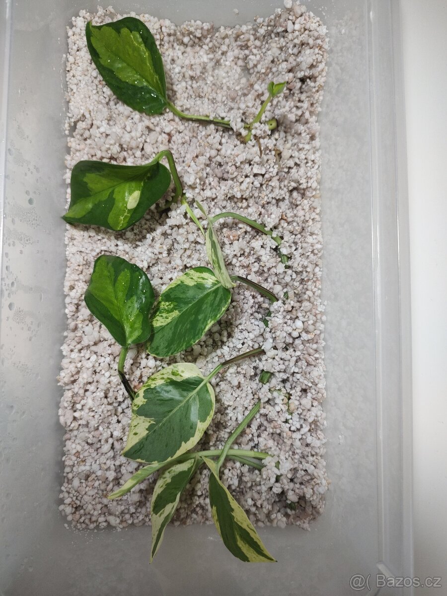 Epipremnum aureum mladé rostlinky a řízky - 4