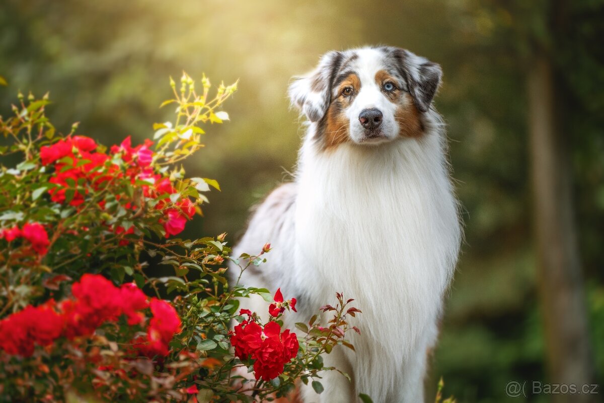 Nabídka krytí chovným psem - 4