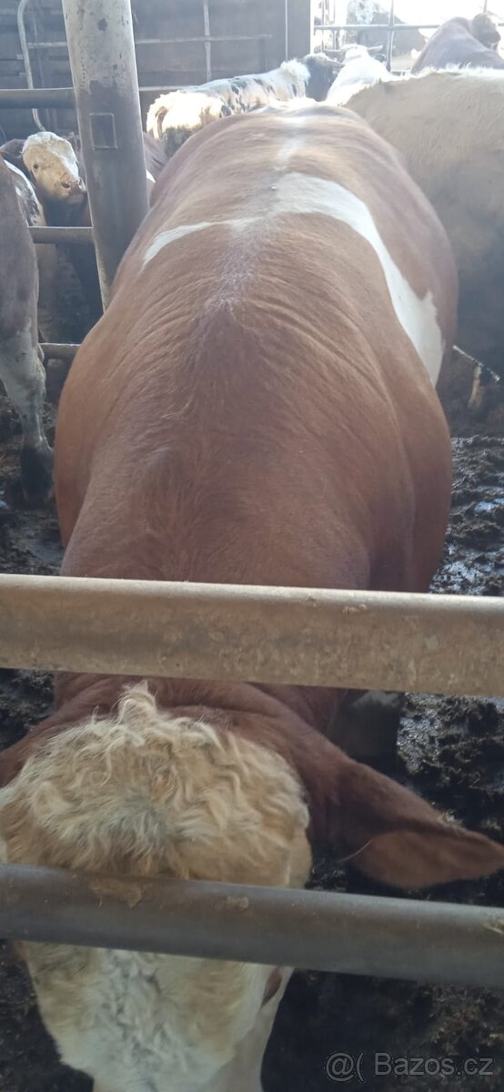 Jateční býci - 4