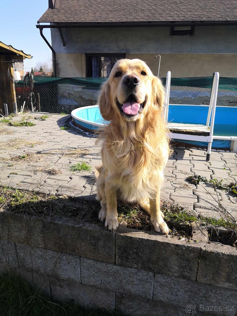 Zlatý retrívr - krytí - 4