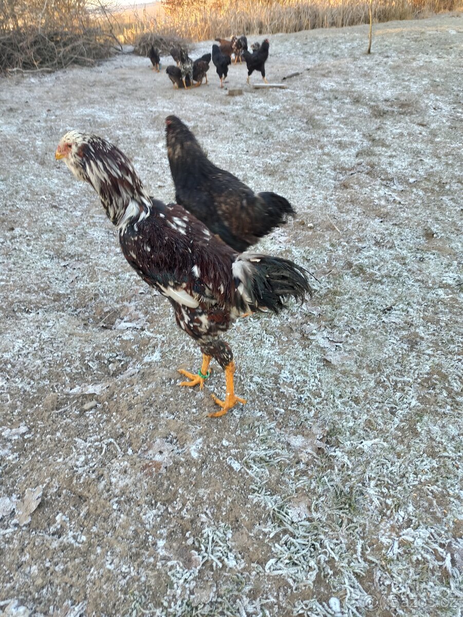 Kohoutci orlovka pestrá a černá - 4