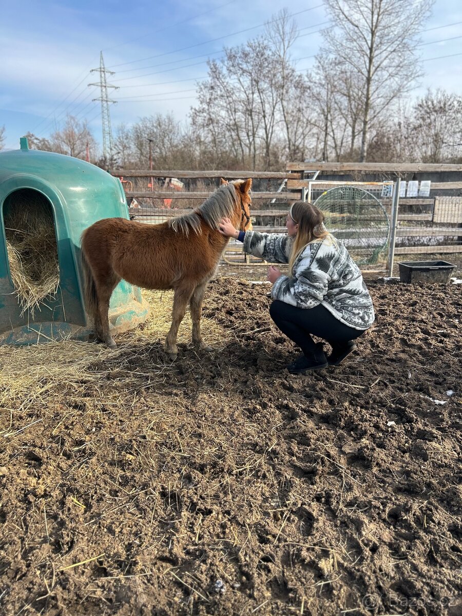 Hrebecek Shetland - 4