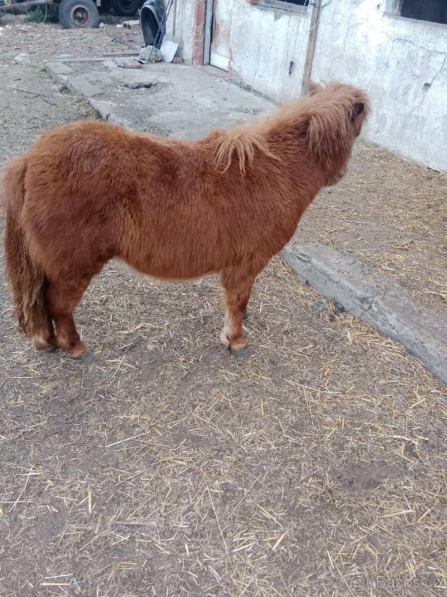 Minishetland hřebečci - 4