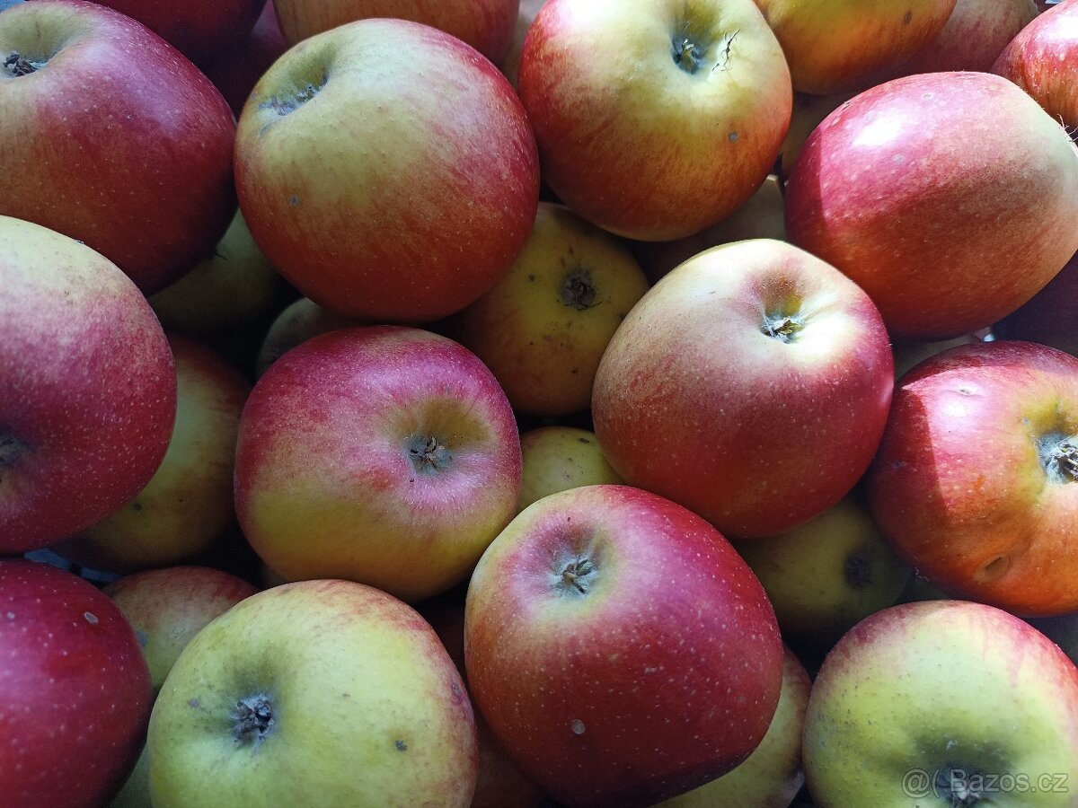 Trhaná jablka ze zahrady - 4