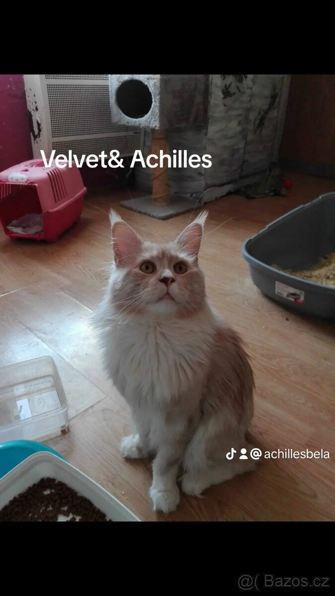 Mainsky mývalí kocour nabízí krytí - 4