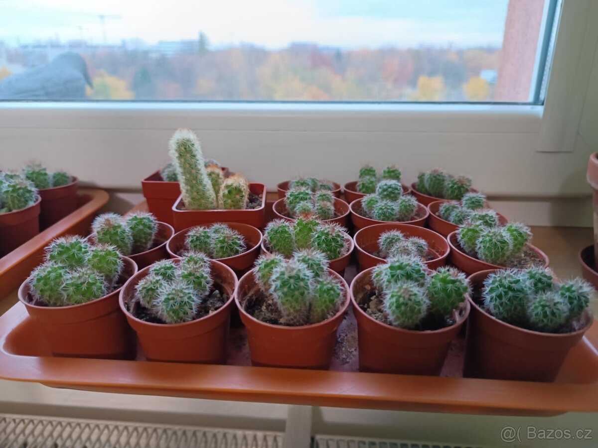 Sazeničky kaktusů mamilárie - 4