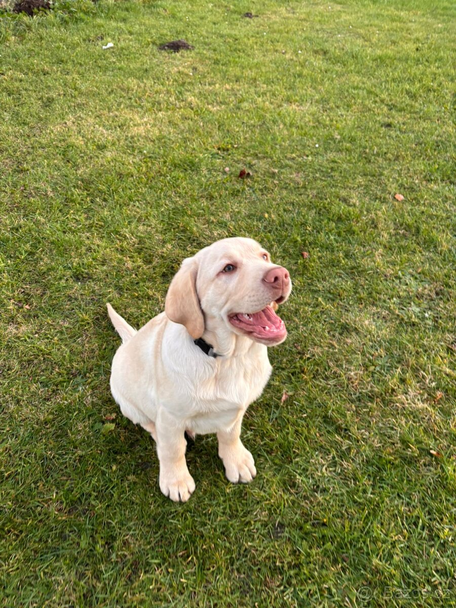 Labradorský retrívr s PP - 4