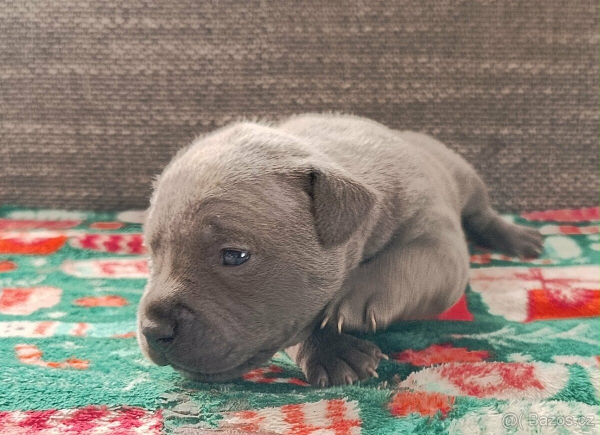 Stafordšírský bulteriér - 4