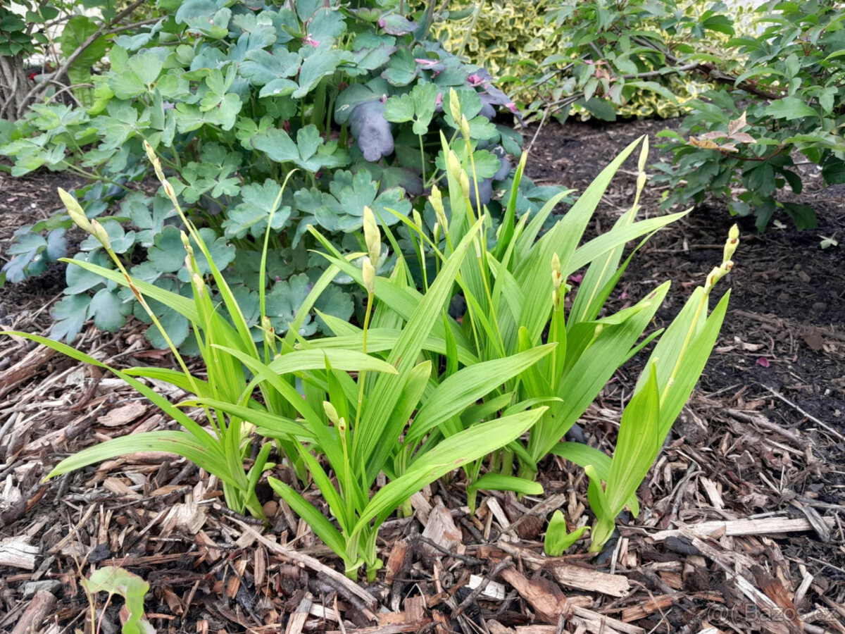 Zahradní orchidej - 4