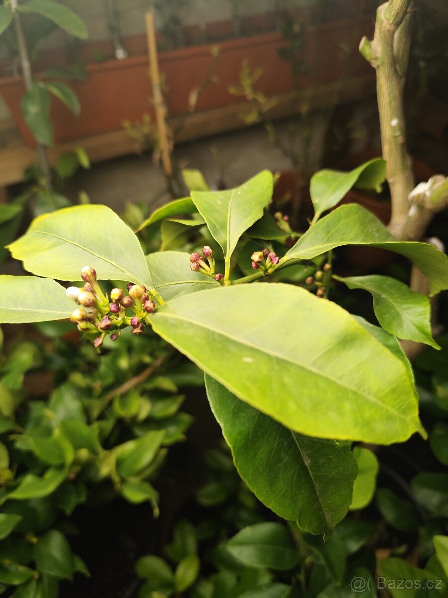 Citrus lemon - 4