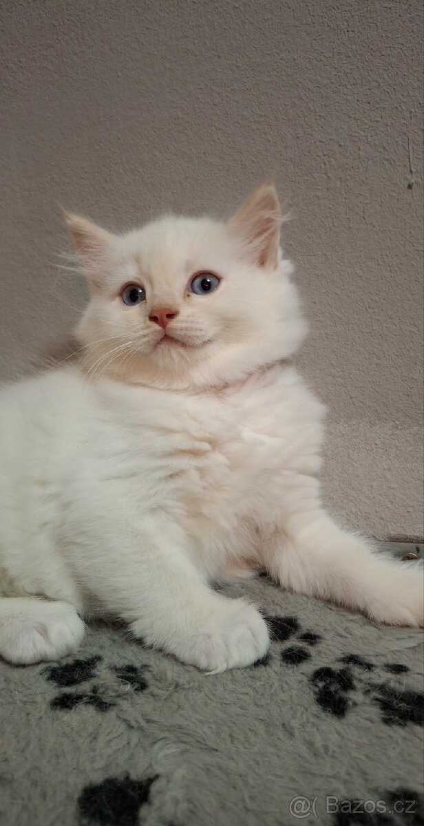 Ragdol bez PP - 4