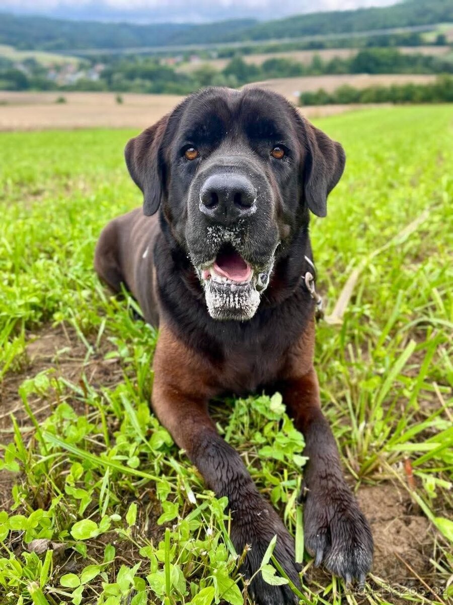 JACK - +- 50 kg, kastrovaný psík 6 let - 4