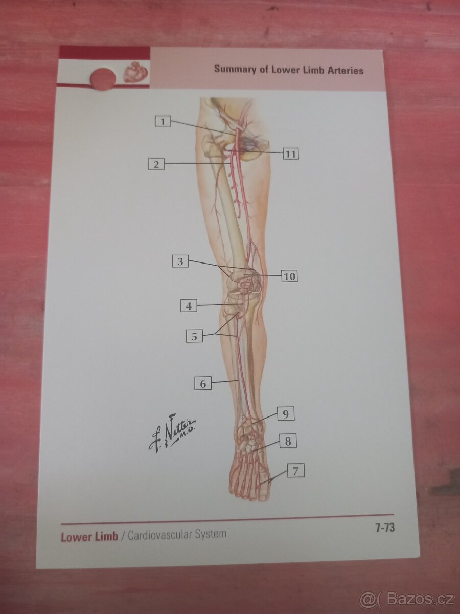 Netterův anatomický atlas - kartičky - 4