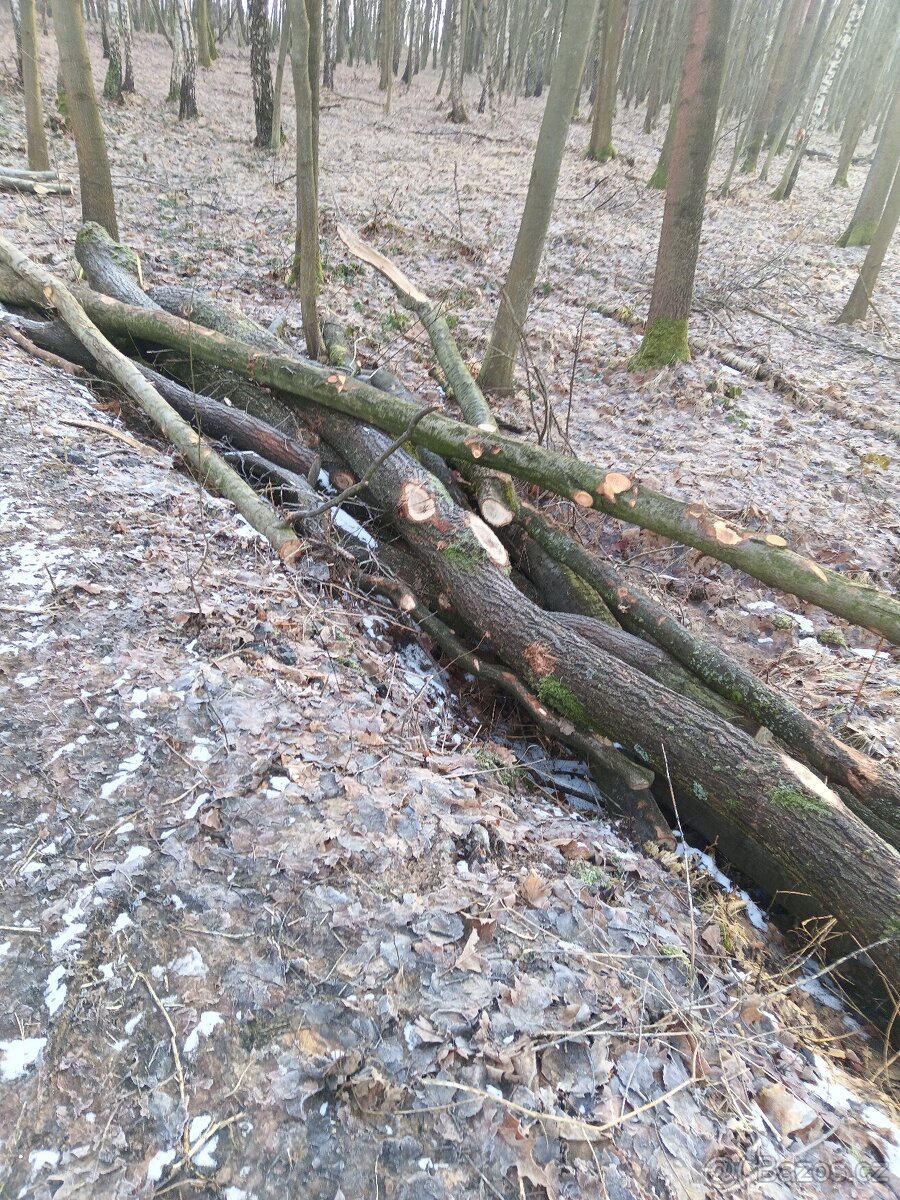 Palivové dříví v celých délkách - 4