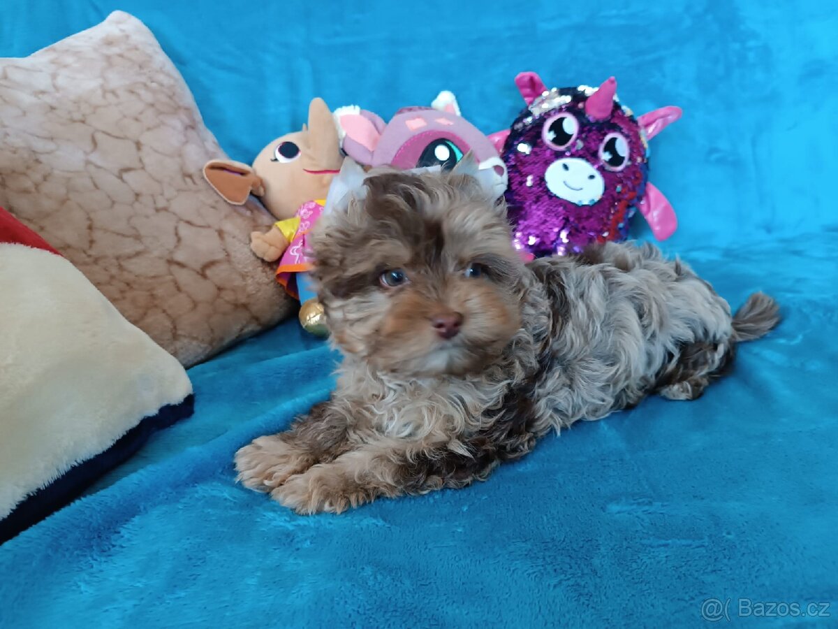 Jorkšírský teriér - 4