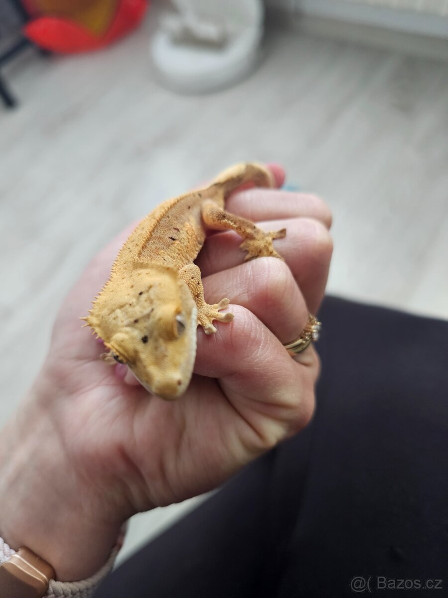 Pagekon řasnatý- samec - 4