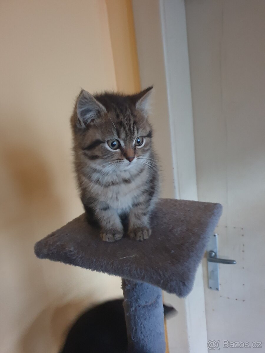 Britská modrá koťátka - 4