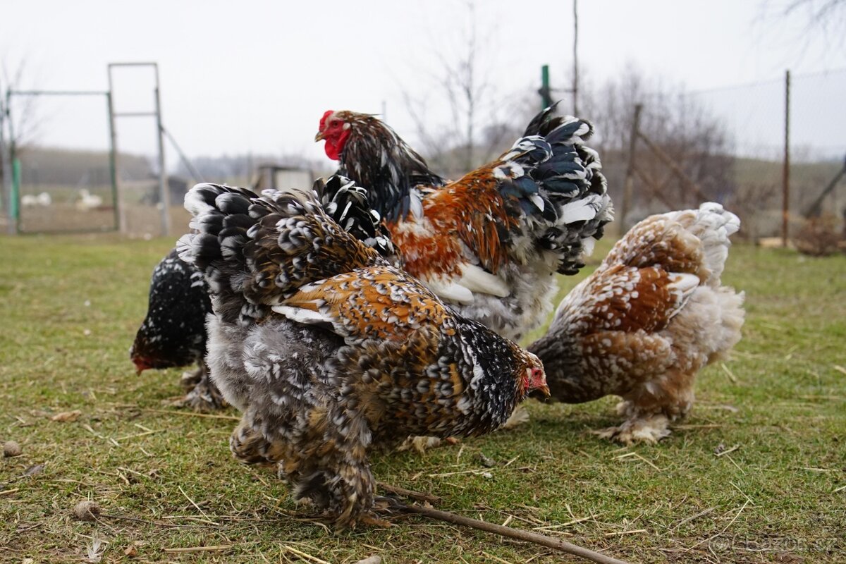 Brahmánky porcelánové 🥚🐣 (násadová vejce i kuřátka) - 4