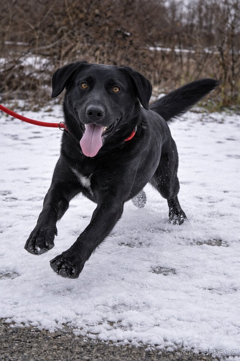 Korina hledá domov - 4