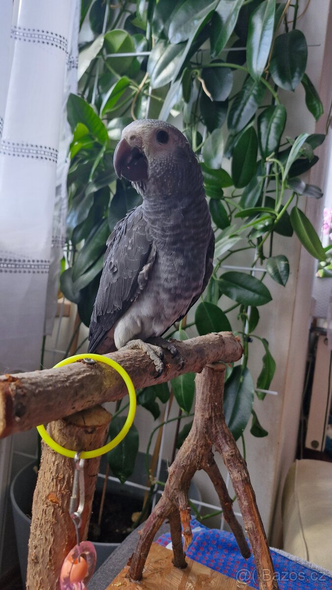 Žako liberijský - 4