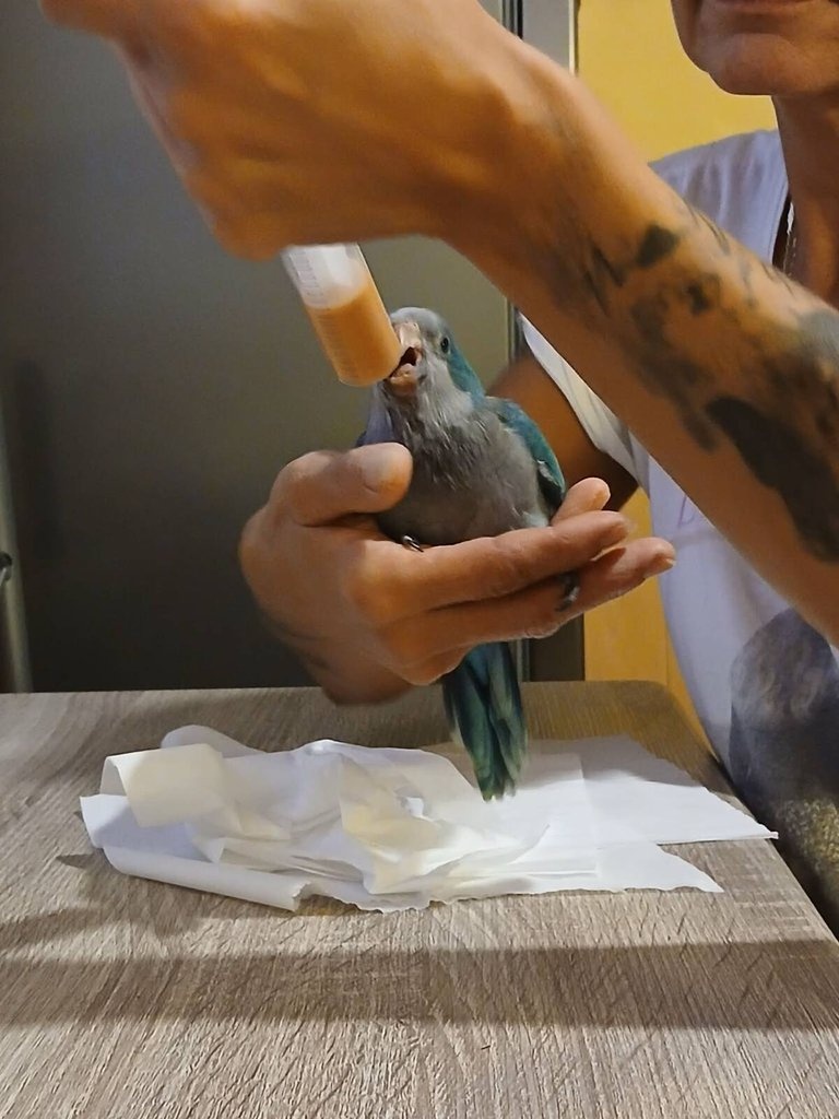 Prodám ručně dokrmené Mníšky - 4