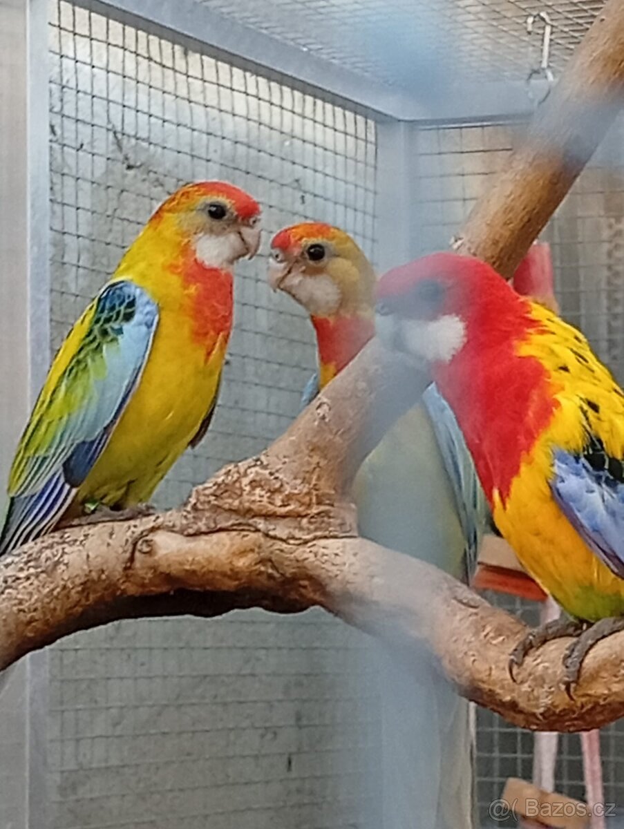 Rosela gold mantel - 4