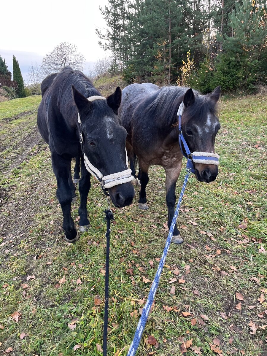 Valach společník - 4